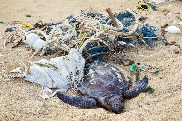 Dead turtle entangled in fishing nets on the ocean